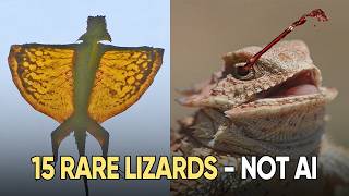 You Wont Believe These Lizards Actually Exist 15 Rare Species