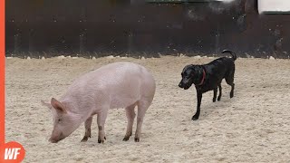 Look What Happened To This Dog When It Attacked Pig