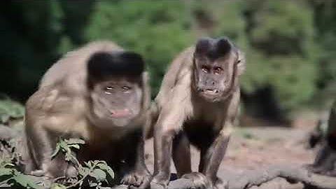 Capuchin Monkey Save Mouse from banded krait snake hunt | amazing python vs Big cat ||