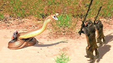 Capuchin Monkey Save Mouse from banded krait snake hunt | amazing python vs Big cat ||