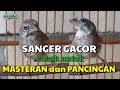 Sanger Gacor Untuk Masteran Dan Pancingan Burung Sanger Muda Mp3 - Mp4 Download