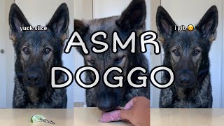 ASMR Dog Rates Different Foods (Part 10)