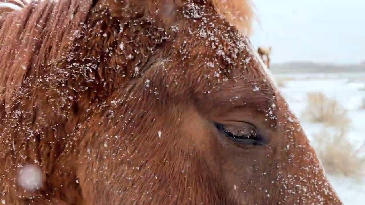 Horses are Loving the Snow