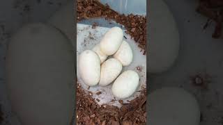 Sunset Ultramel Ball Python Eggs!