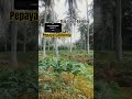 PEPAYA CALIFORNIA UMUR SATU BULAN LEBIH... #pertanian #pepayacalifornia #fyp