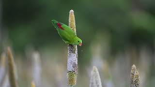 Vernal Hanging Parrot