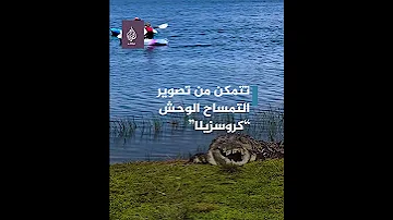 التمساح الوحش يتبختر بأحد متنزهات فلوريدا الأمريكية 