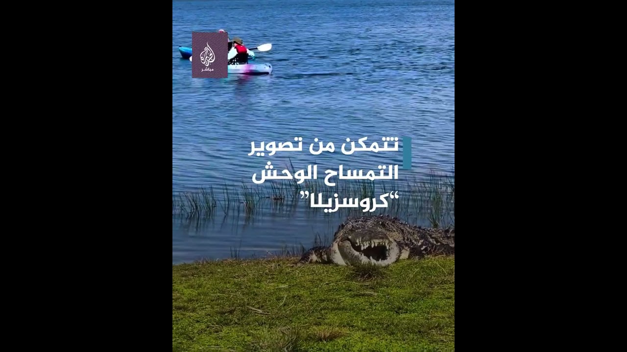 "التمساح الوحش” يتبختر بأحد متنزهات فلوريدا الأمريكية 🐊