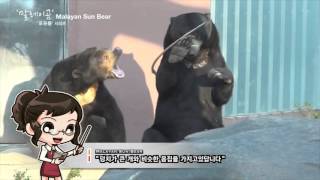 말레이곰