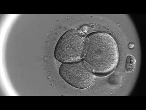 Video: Har et ubefrugtet æg et embryo?