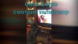 Прикольная собака кане корсо смотрит телевизор с котятами. #canecorso Прикольная собака кане корсо смотрит телевизор с котятами. #canecorso