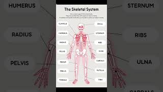 The Skeletal System 🦴