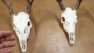 Euro Skull Mounts With 3% Peroxide