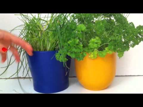 Küchenkräuter Pflege - Küchenpflanzen richtig giessen - YouTube