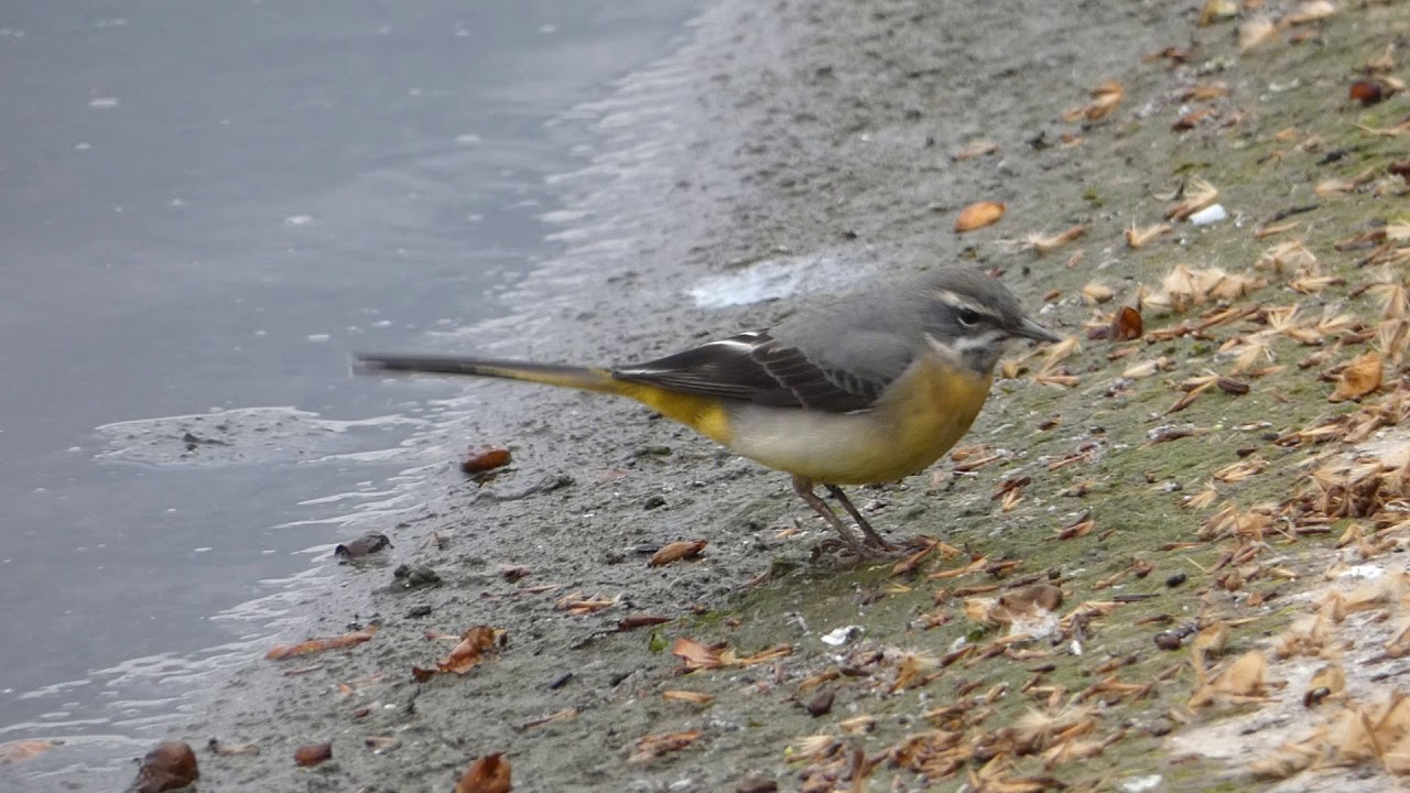 Grey Wagtail on shore 
