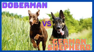 7 Key Differences Between the Doberman VS German Shepherd: A Comprehensive Guide