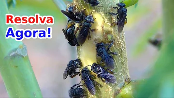 Como acabar com abelhas na jabuticaba?