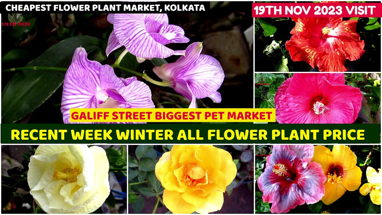 Recent Week Winter Flower Plant Price UpdateGaliff Street Cheapest