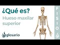 Hueso MAXILAR SUPERIOR | Qué es, cómo está formado, significado, ubicación, función y problemas