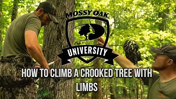 How to Climb a Crooked Tree with Limbs