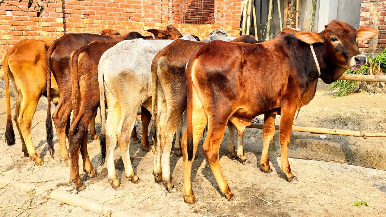 9/1/26/কম দামে গরু বিক্রয় হচ্ছে বর্ডার এলাকা থেকে ক্যাশ অন ডেলিভারিতে।