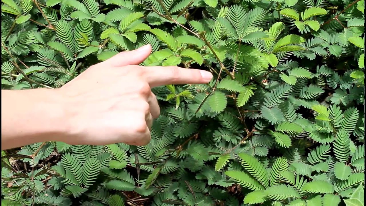 Moving plants Mimosa pudica, aka Sensitive Plant YouTube