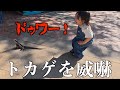【森ケの日常】オーストラリアの動物園で興奮しまくる子供たち