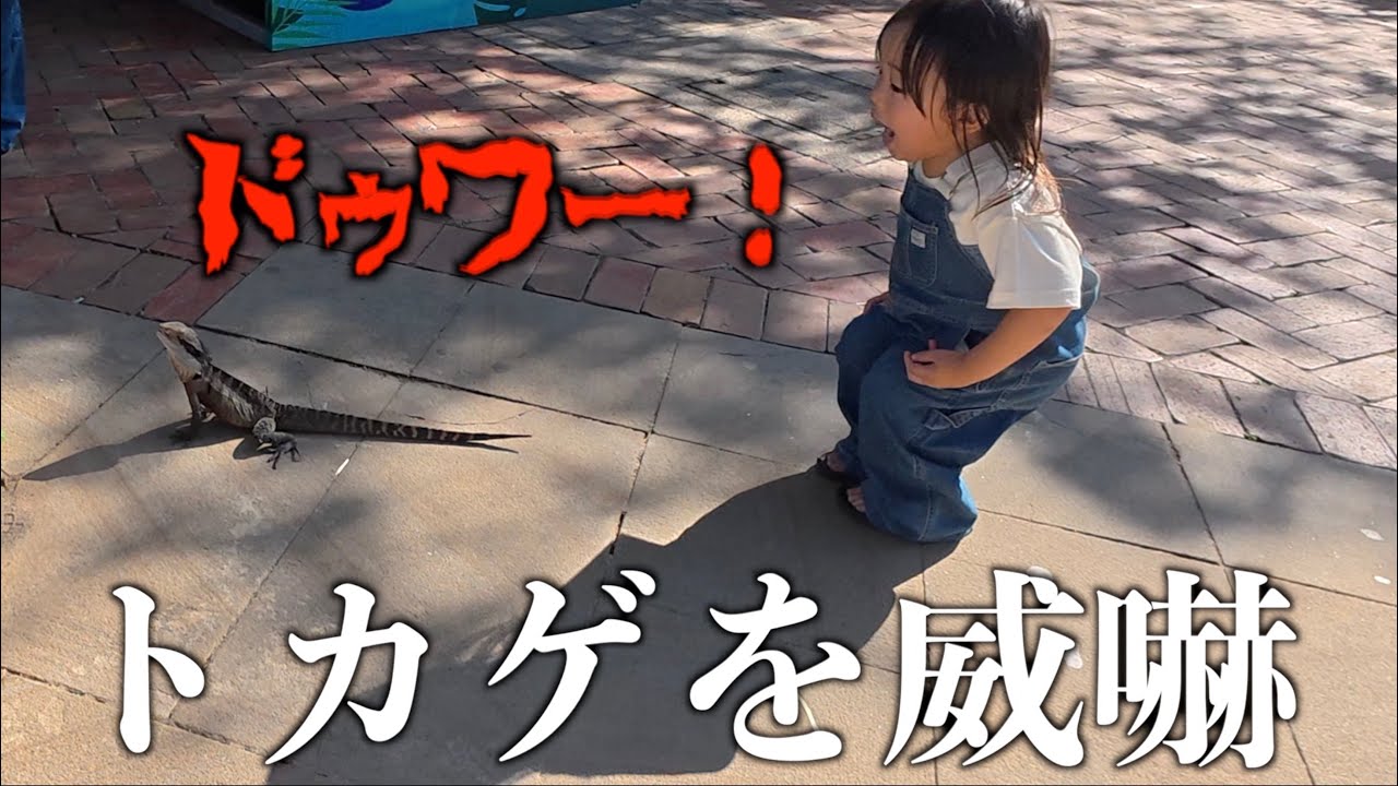 【森ケの日常】オーストラリアの動物園で興奮しまくる子供たち