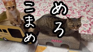 【猫娘撮影】メロ尻尾を狙うトカゲ尻尾〜引きずられるイルカくん