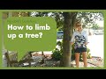 How To Limb Up A Tree How To Limb Up A Tree