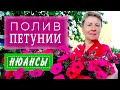 🏵🌸Полив ПЕТУНИИ,нюансы➡️🚿ты возьми скорее лейку,все ПЕТУНИИ полей-ка.