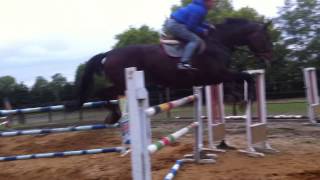 8Yo Gelding Campari X Dularus