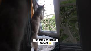 Cat’s saluating people passing by #cat #cats #kitties