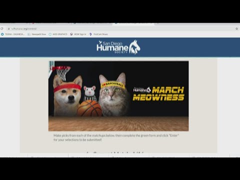 March Meowness is