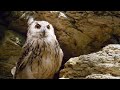 Eagle Owl Behavior and Survival Strategies