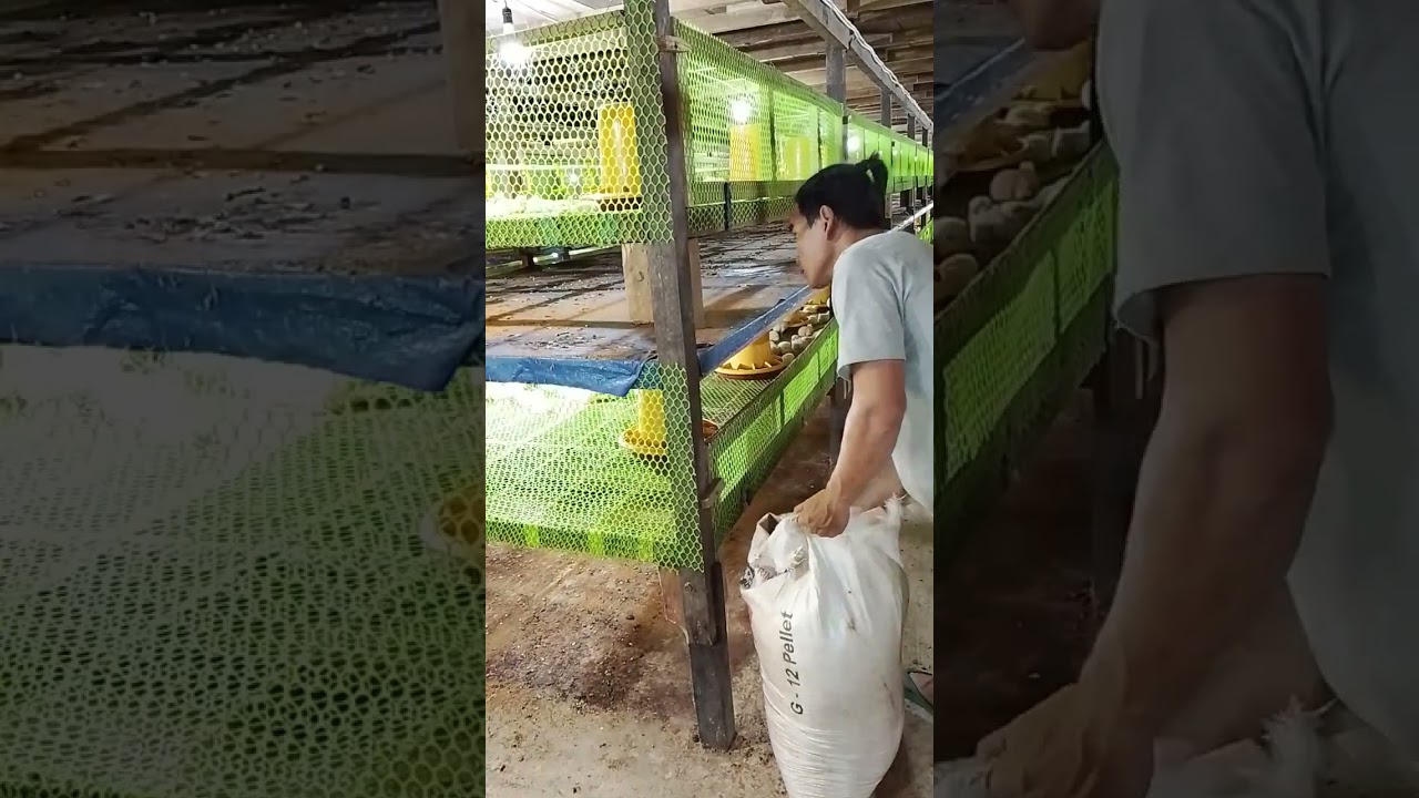 Beberapa Cara agar ayam tetap sehat. 
