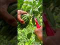 Harvesting Fresh Finger Limes Straight From the Orchard #shorts