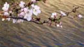 Biodiversity, river networks, fractals & climate change
