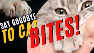 How to Get a Kitten and Cat to Stop Biting / Cat Behavior / Cat World Academy by Cat World Academy 57 views 1 month ago 8 minutes, 3 seconds