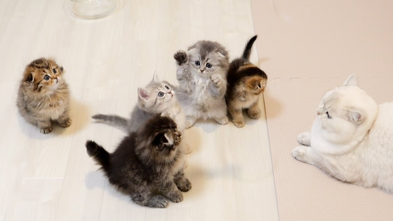 Этот котенок был таким милым, он изо всех сил старался не допустить кражи своей игрушки!