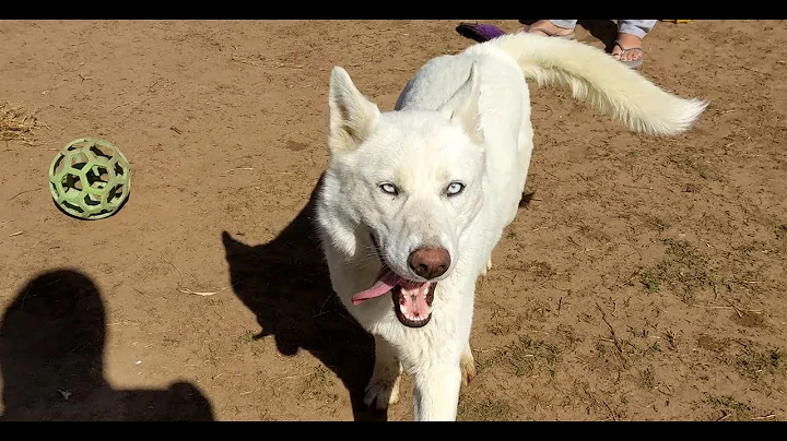 ASPEN (white) & Sampson (brown)