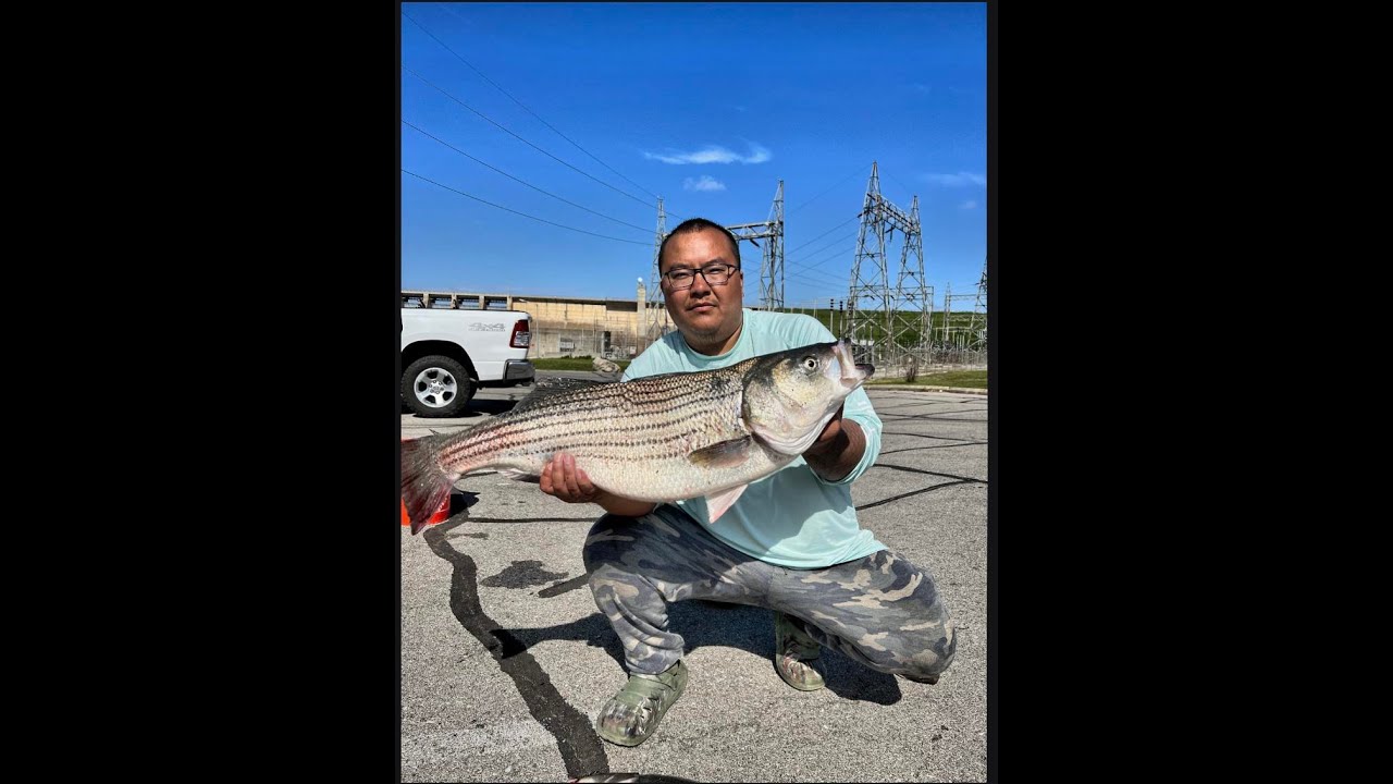 Oklahoma Keystone Striped bass Fishing "on FIRE" YouTube