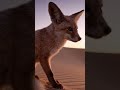 How the fennec fox uses its enormous ears as a radiator system