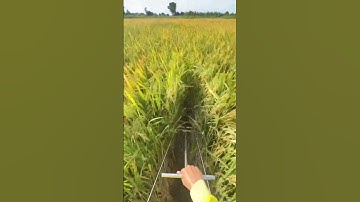 Workers dig ditches in the rice fields to release water