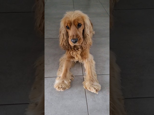 Traumhaft schöne Cocker Spaniel Dunkelbraun 3 sddefault