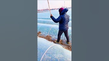 Clever weed removal: plastic-covered crops