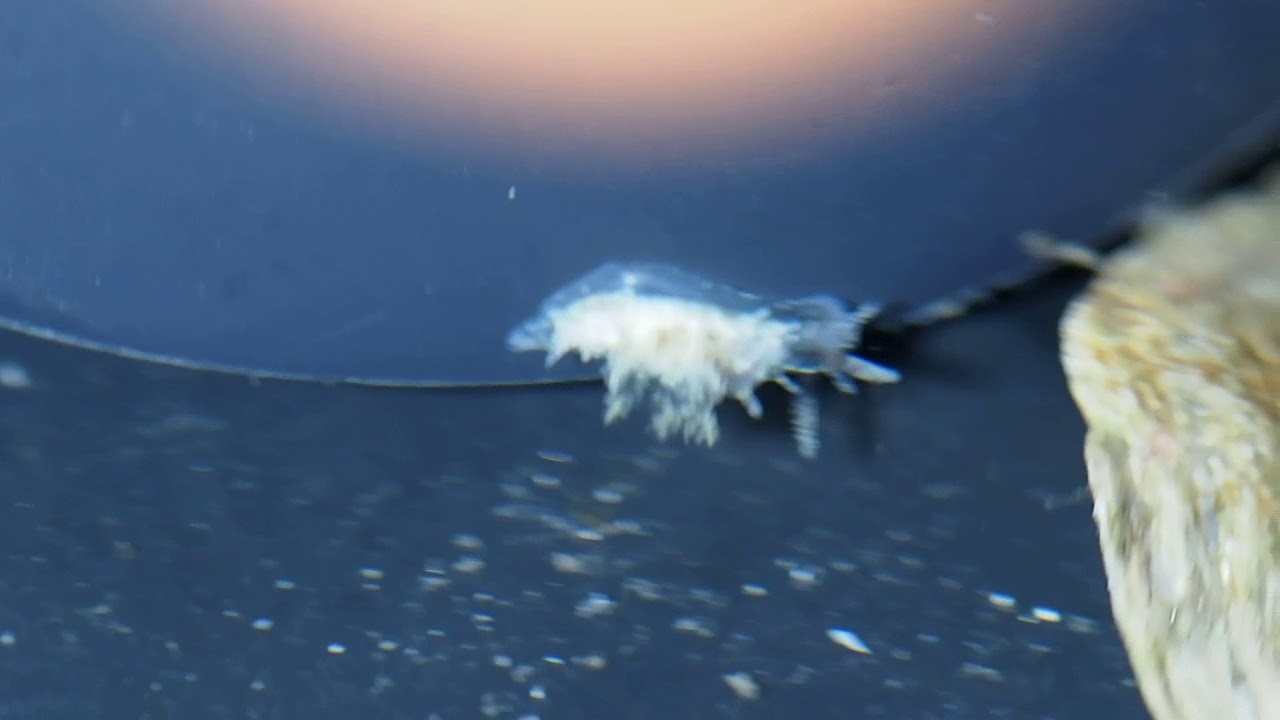 okenia for Marta P7164465