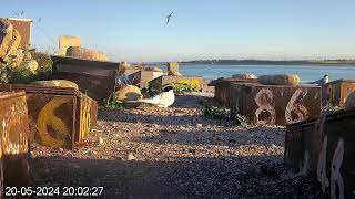 Coquet Island: 1 Nesting Terrace☀20/05/24