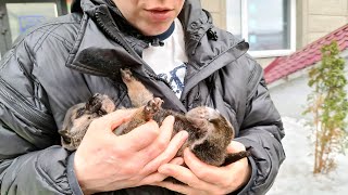 Как новорожденный щенок с оторванной лапкой выжил в лесном сугробе We found a wounded puppy