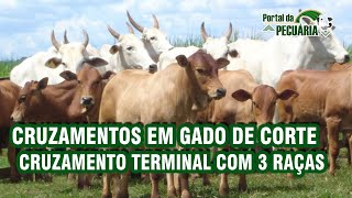 Cruzamentos em gado de corte -  Cruzamento terminal com 3 raças